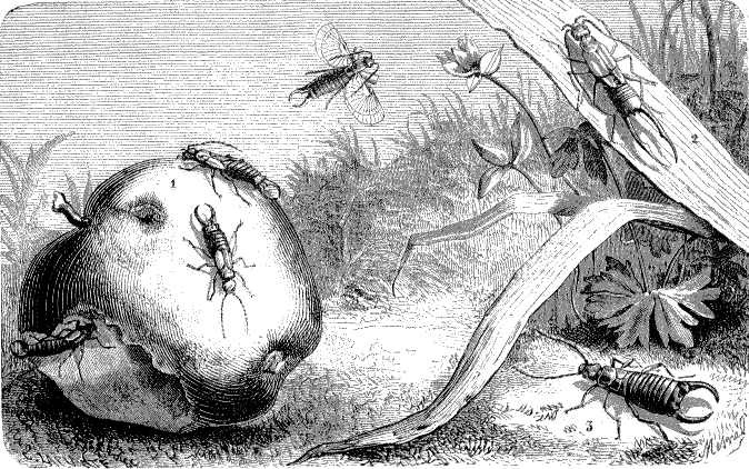 Extrait de la Revue La Nature 1873