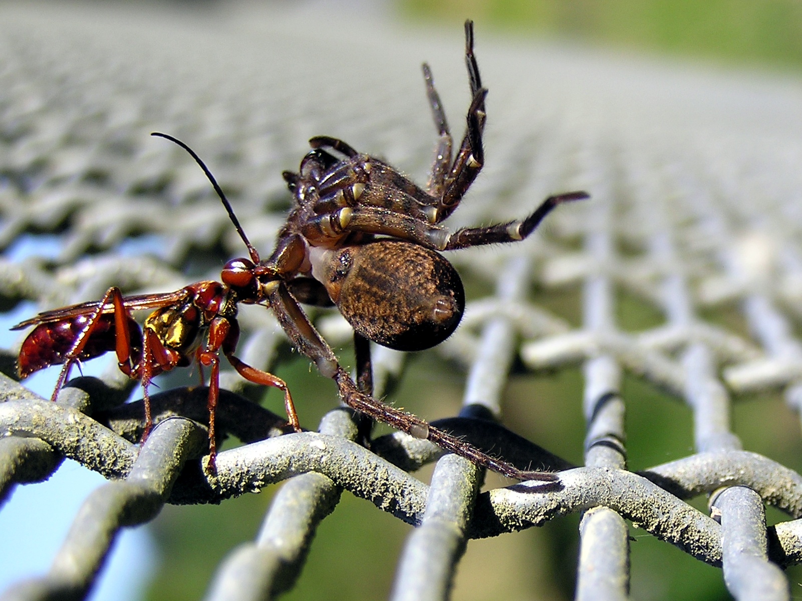 Femelle pompile (Sphictostethus nitidus) emmenant une araignée à son nid