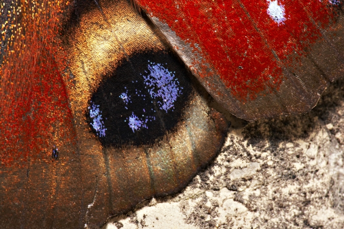 Gros plan du trompe l'œil du Paon du jour pour faire peur à ses prédateurs