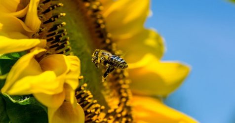 Actions en faveur des pollinisateurs : synthèse de la FRB
